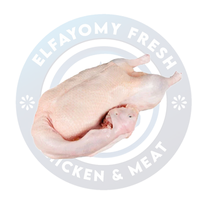 أوزة بلدي سادة