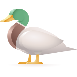 البط البلدي